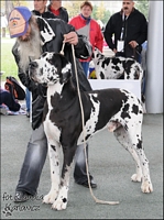 Champion Class - ex. - A-BAVARIA-BODYGUARD the Dogs of Generation