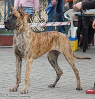 Klasa Szcznit - I VP, Best Puppy - AMORETKA z Kuni Napoleoskiej