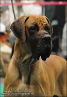 Open Class - I ex., CWC, BOS, CACIB, Winner of Poland '09 - LEGAL LESER Univers