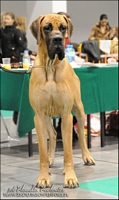 Open Class - I ex., CWC, BOS, CACIB, Winner of Poland '09 - LEGAL LESER Univers