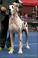 Intermediate Class - I ex., CACA, Bundessieger 2010, CACIB - PRINCE of Old Pink House